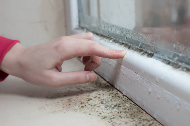 Best Mold Damage Restoration  in Taft, CA