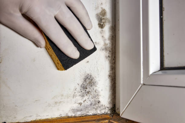 Best Commercial Mold Inspection  in Taft, CA